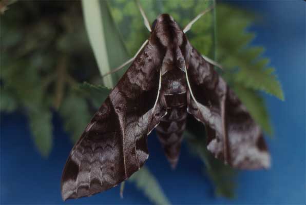 hawkmoth photo