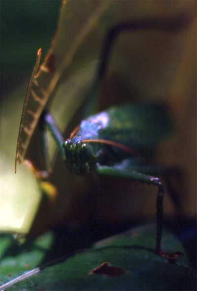 katydid photo