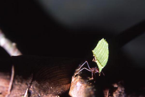 leafcutter ants carrying leaves photo