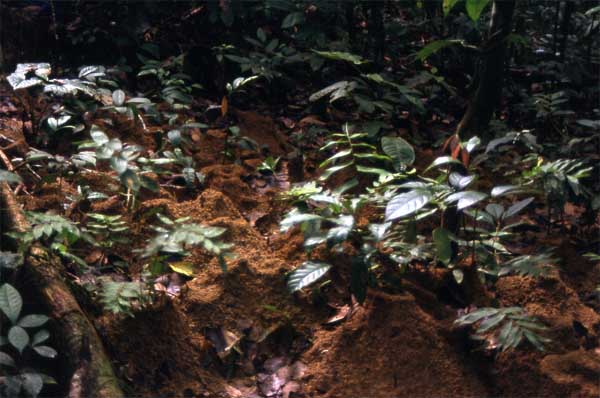 leafcutter ants nests photo