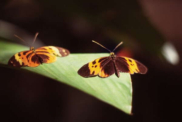 longwing butterfly photo