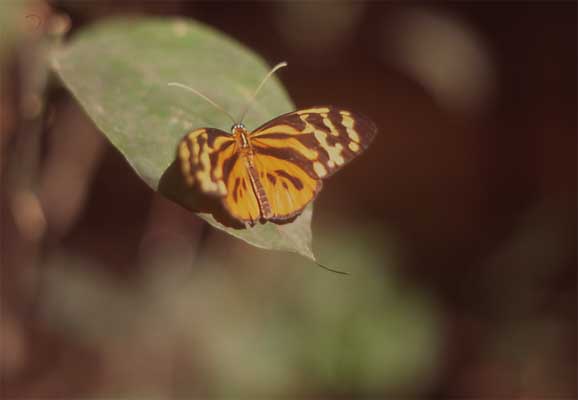 longwing butterfly photo