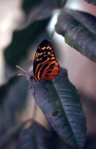 longwing butterfly photo