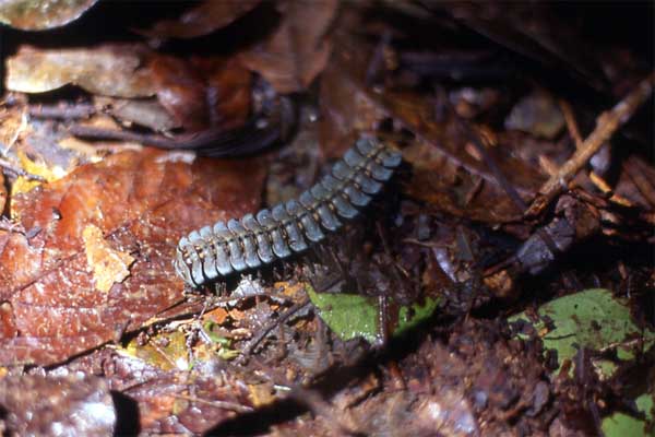 millipede on leaf litter photo