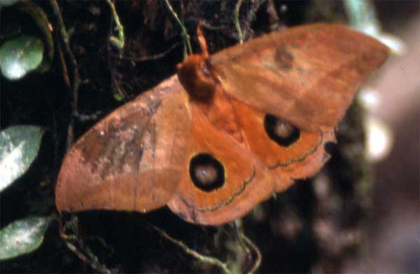 moth photo