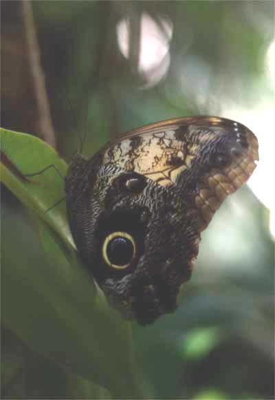 owl butterfly photo