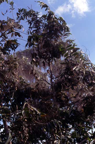 communal spider web photo