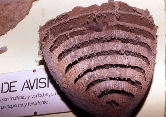 wasp nest cross-section photo