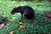 agouti photo