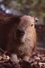 capybara photo