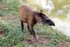 juvenile tapir photo