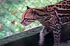 Amazon ocelot photo