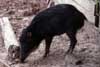 peccary photo