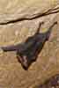 sac-winged bat photo