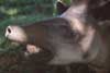 tapir photo