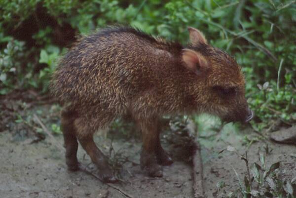 baby peccary photo