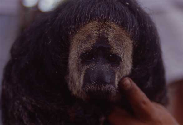 face of monk saki monkey photo