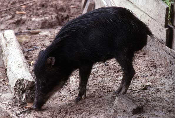 collared peccary photo