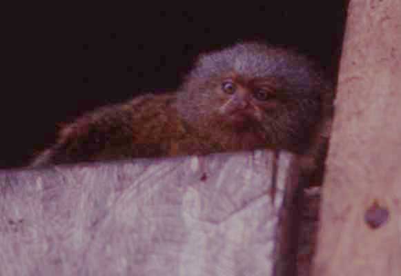 pygmy marmoset photo