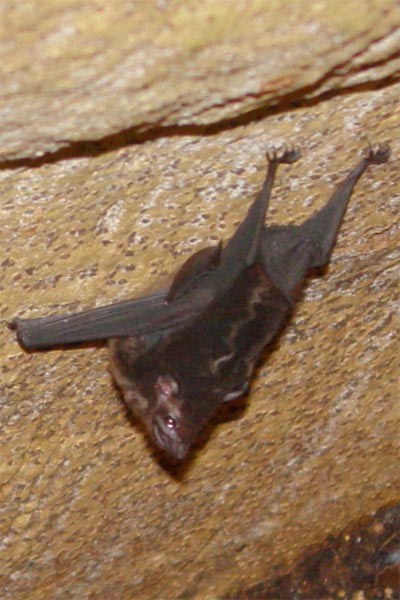 sac winged bat photo