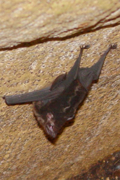 sac winged bat photo