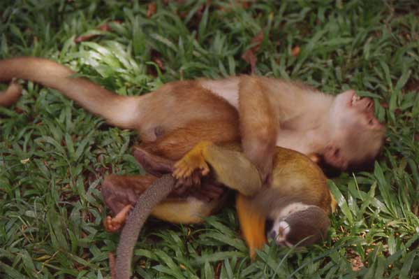 squirrel and capuchin monkey photo