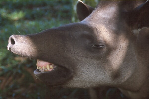 Brazilian tapir photo