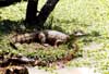 spectacled caiman photo