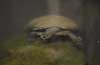 large turtle on a rock photo