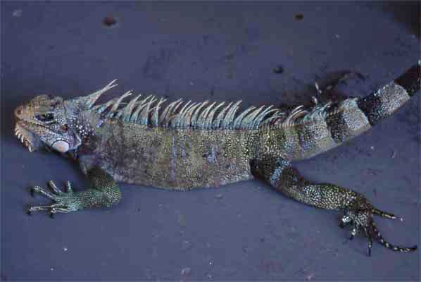 captured iguana photo