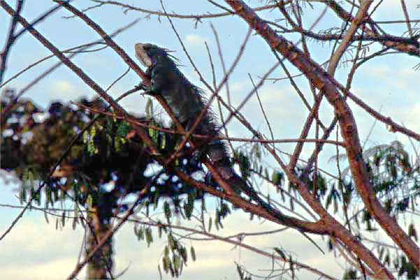 green iguana basking on a branch photo