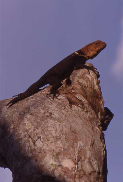 thorntail iguana on a branch photo