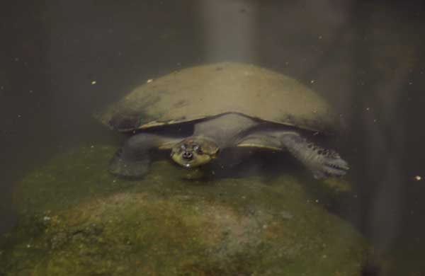 giant river turtle photo