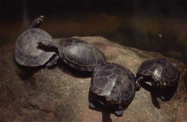 river turtles on rock photo
