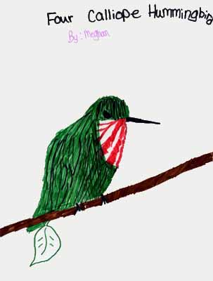 calliope hummingbird drawing