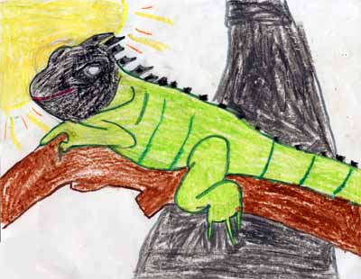 iguana on branch drawing