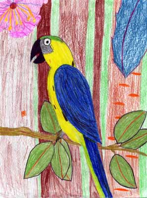 perched macaw drawing