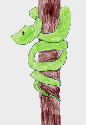 tree boa drawing