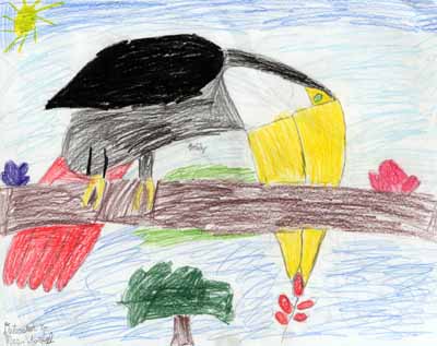 toucan eating drawing