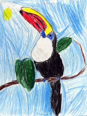 toucan on branch drawing