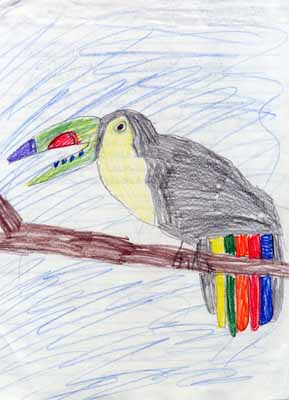toucan calling drawing