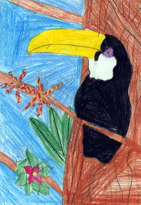 toucan with orchids drawing
