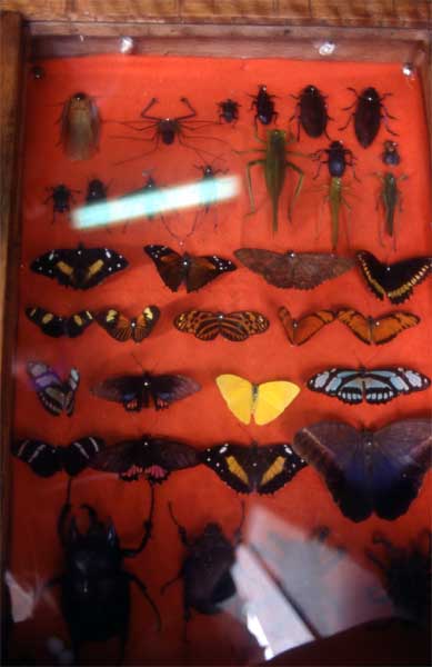 insect collection photo