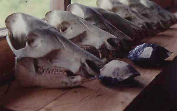 peccary skulls photo