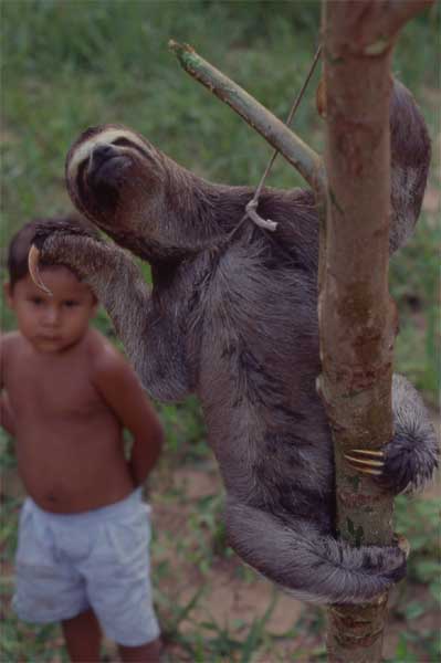 captive sloth photo