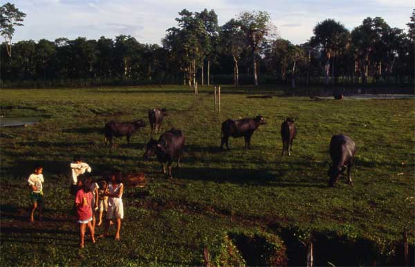 grazing cows photo