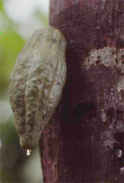 cocoa pod photo