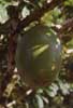 calabash tree photo