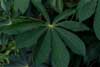 manioc leaf