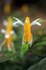 plutea flower photo